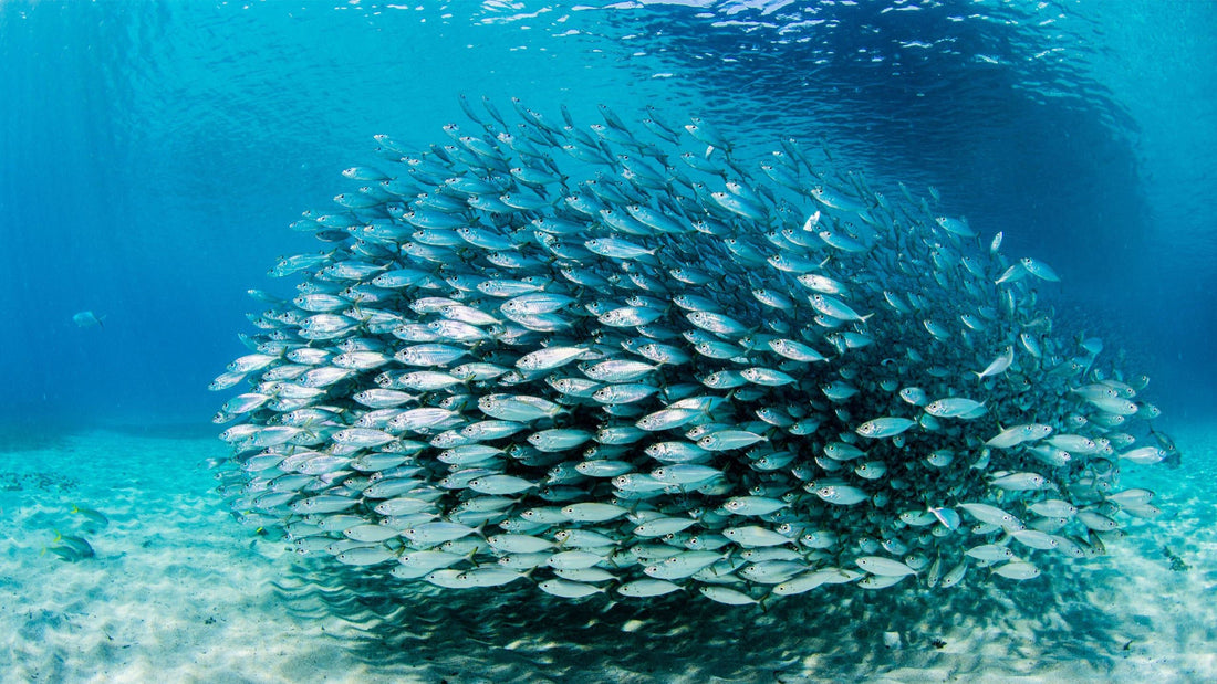 “O peixe não puxa carroça?” Peixe para puxar carroça! - ProTin